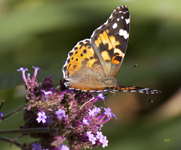 Painted Lady 4371